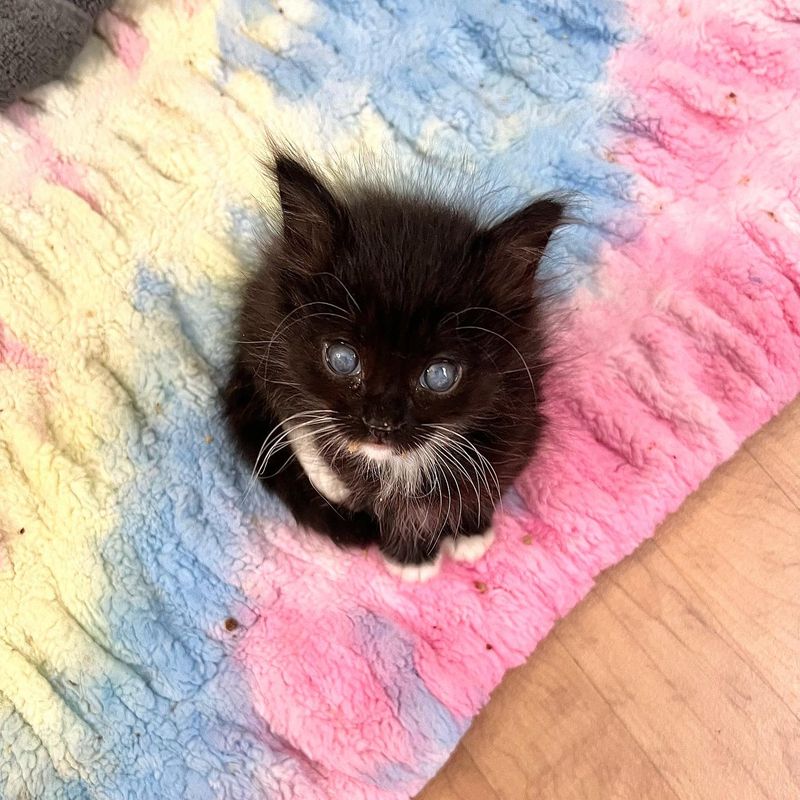 sweet tuxedo kitten eyes