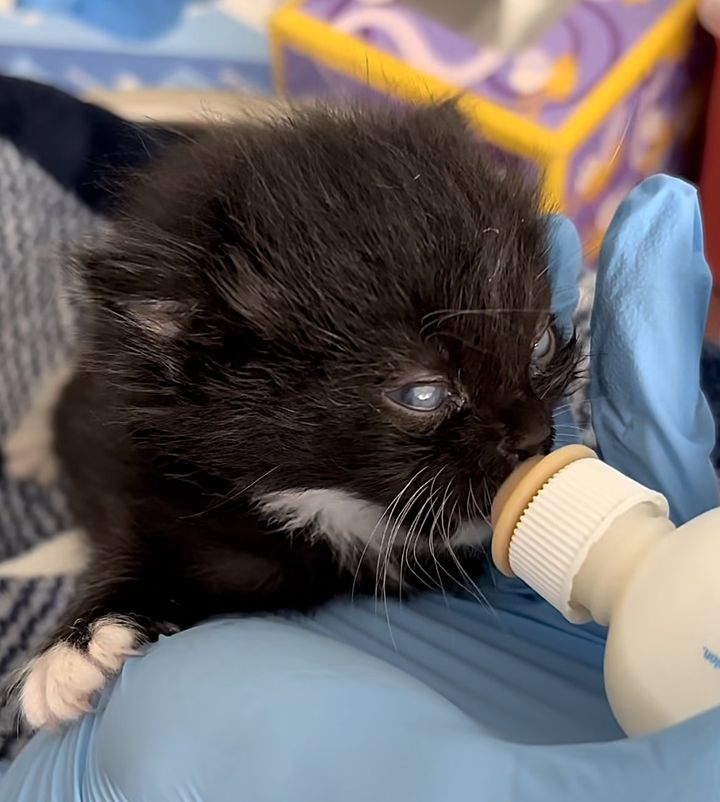 tuxedo kitten bottle feeding