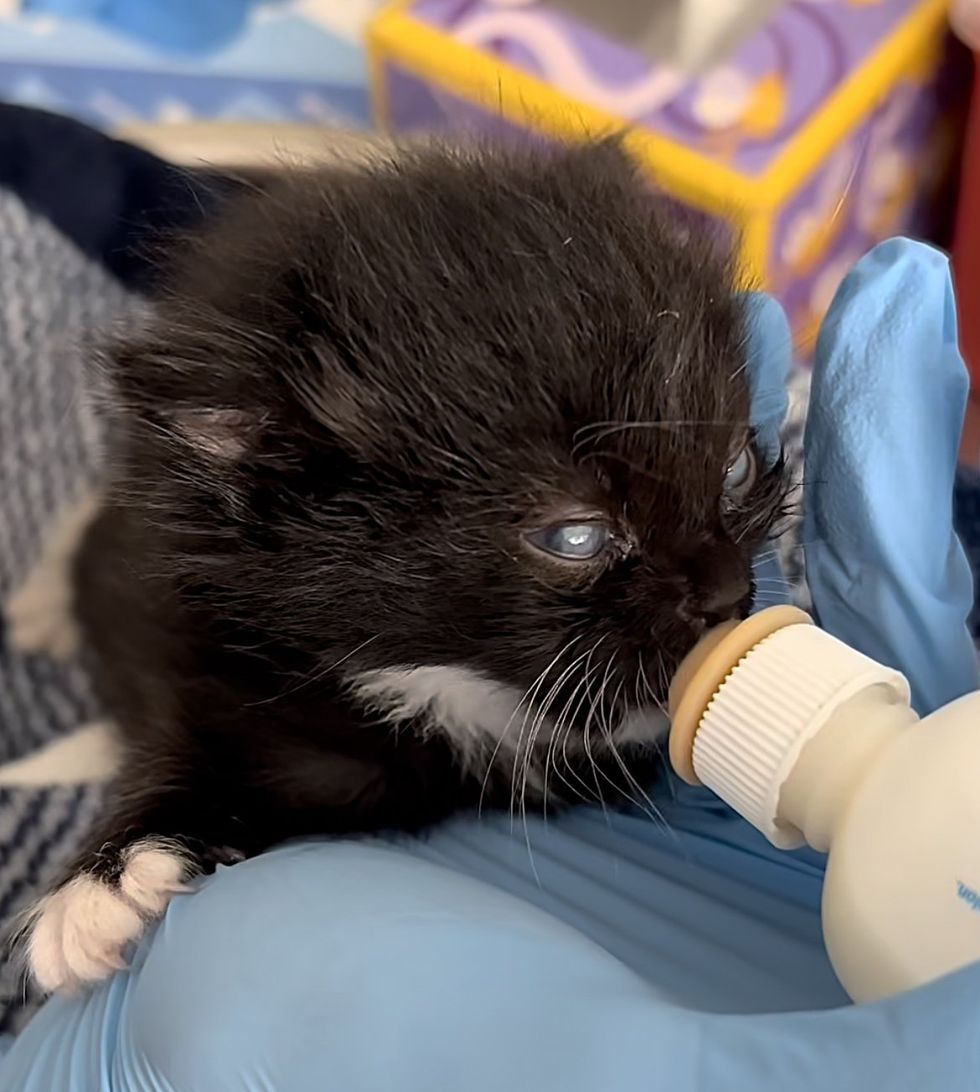 tuxedo kitten vessel  feeding