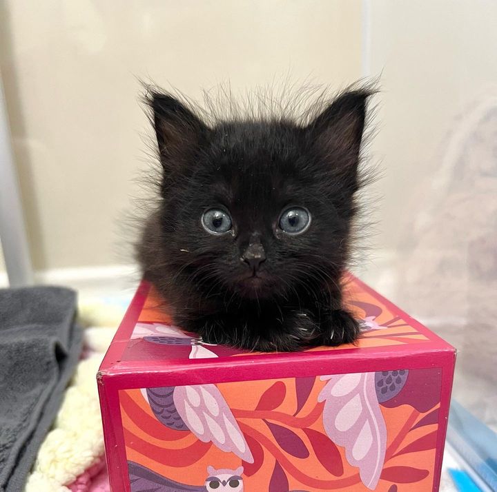 sweet fluffy black kitten