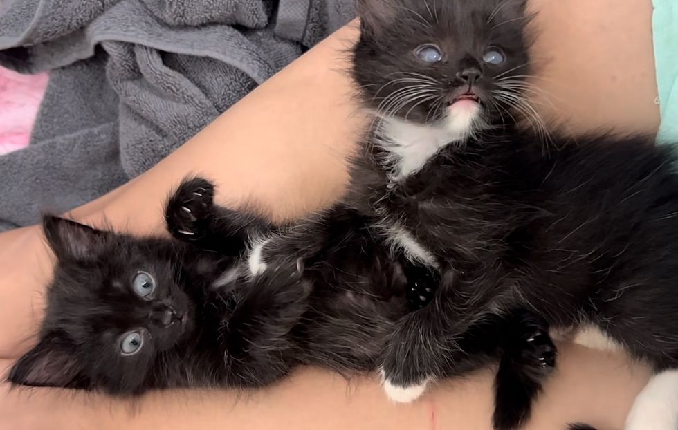 snuggly kittens best friends