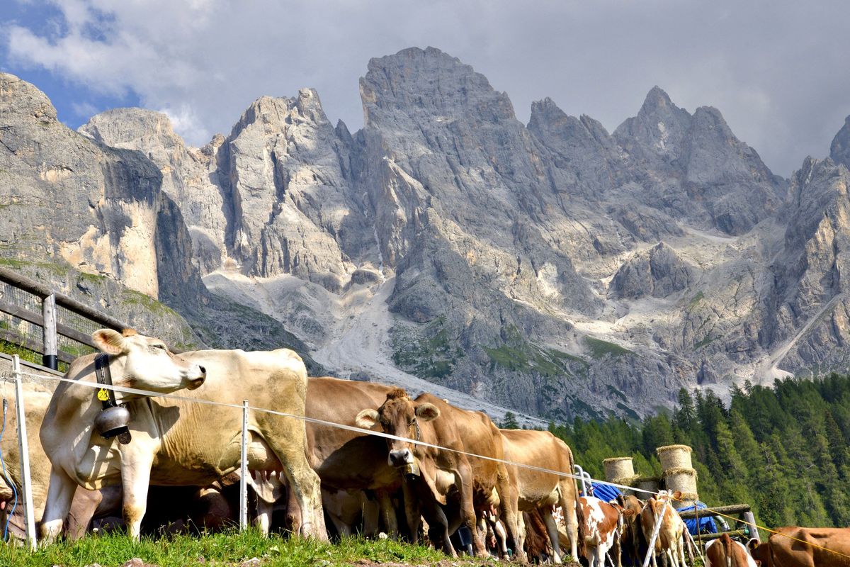 L’eterno rito della transumanza porta in dono i formaggi d’un tempo