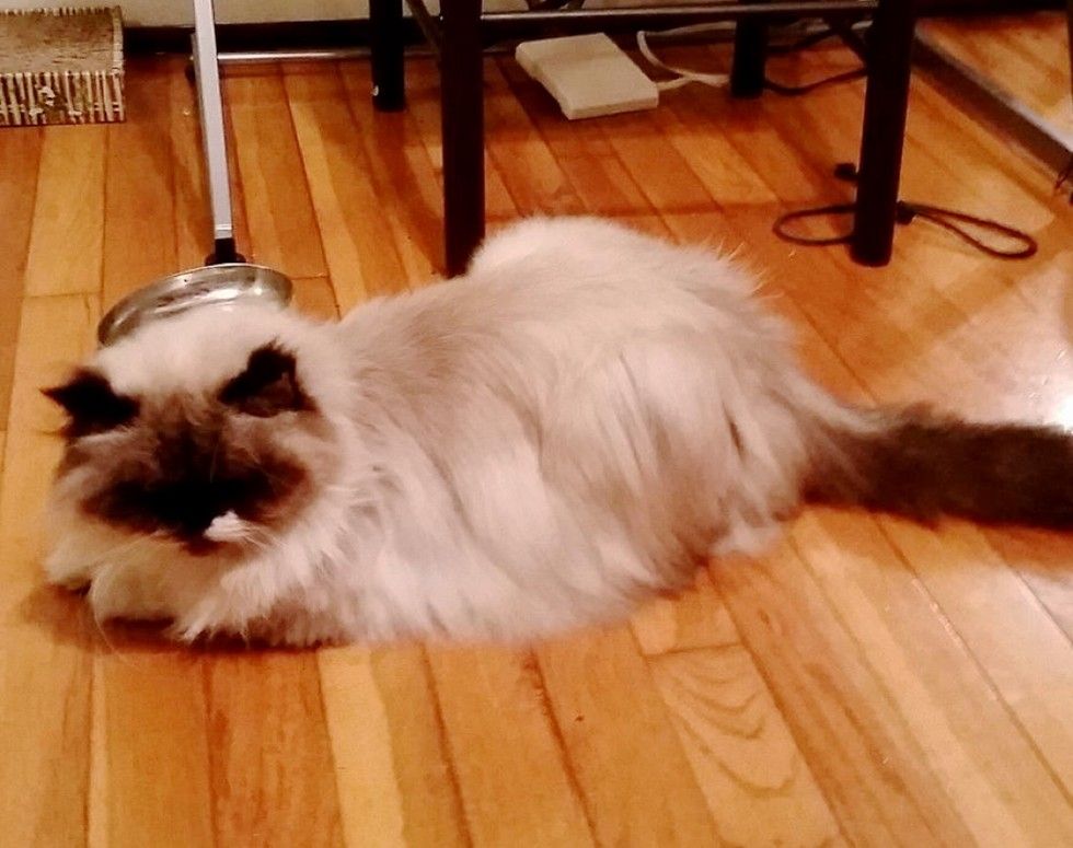 Rescue Himalayan Cat Got Her Glorious Fluff Back. The Difference 3
