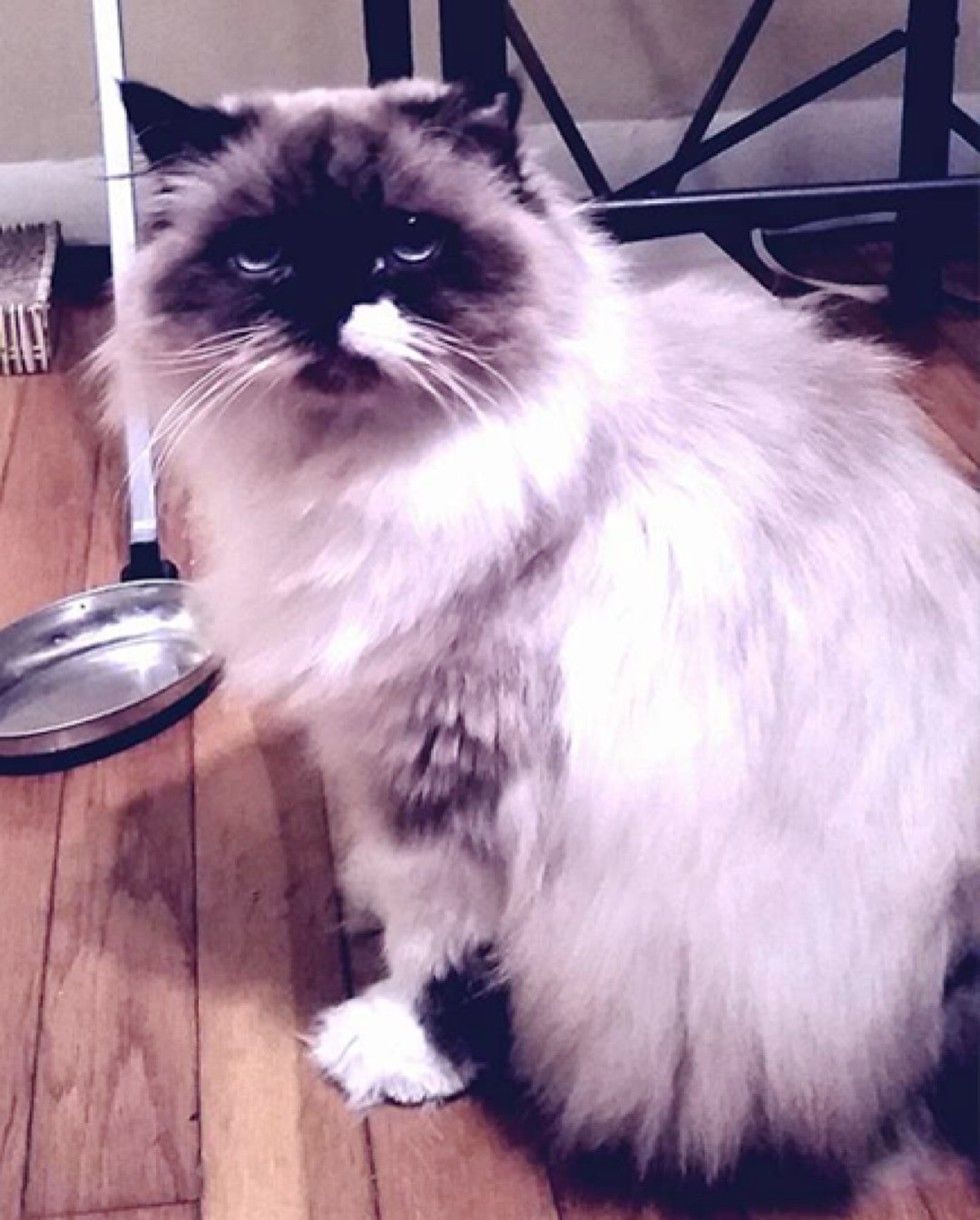 Himalayan fashion cat rescue