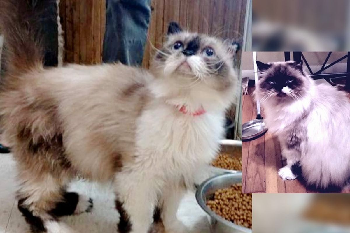 rescue himalayan cat difference in three months