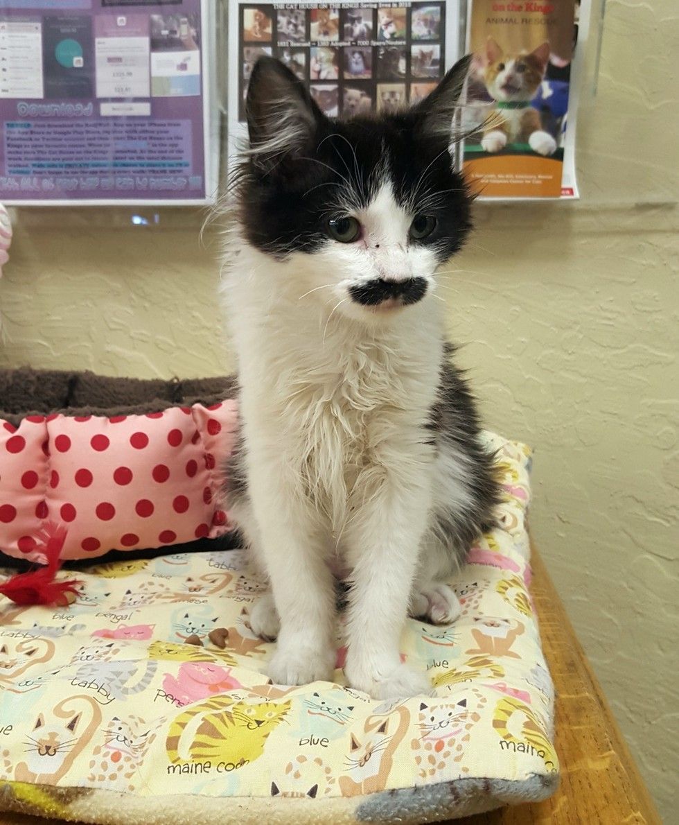 kitten with perfect mustache found at drop-box salvation army