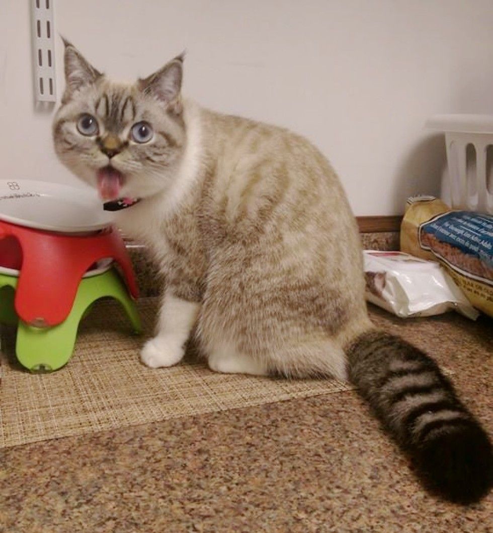 scuba the funny british shorthair cat