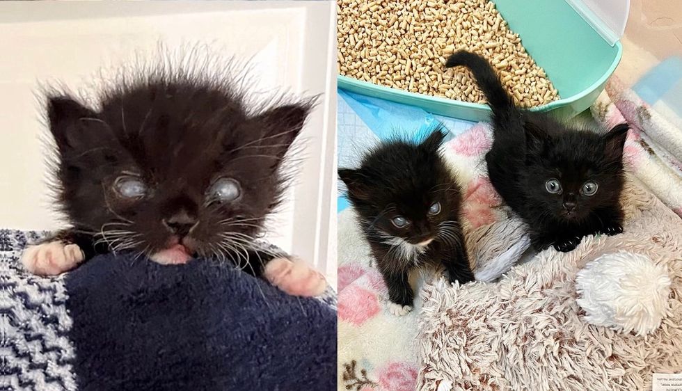Two Kittens Seek Help Together, One of Them Appears Blind But Days Later They Discover He Can See