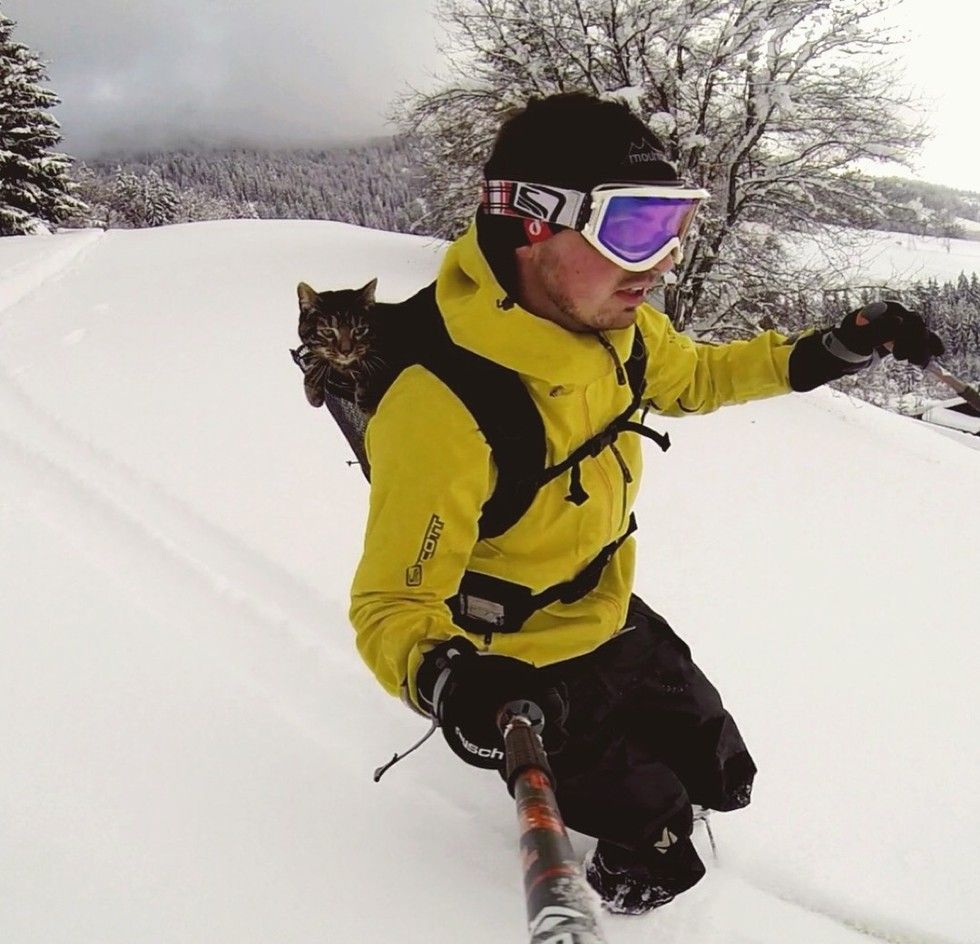 man adopted shelter cat goes on adventures with her