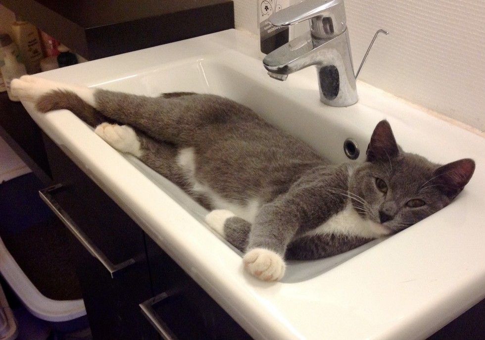 rescued cat in sink