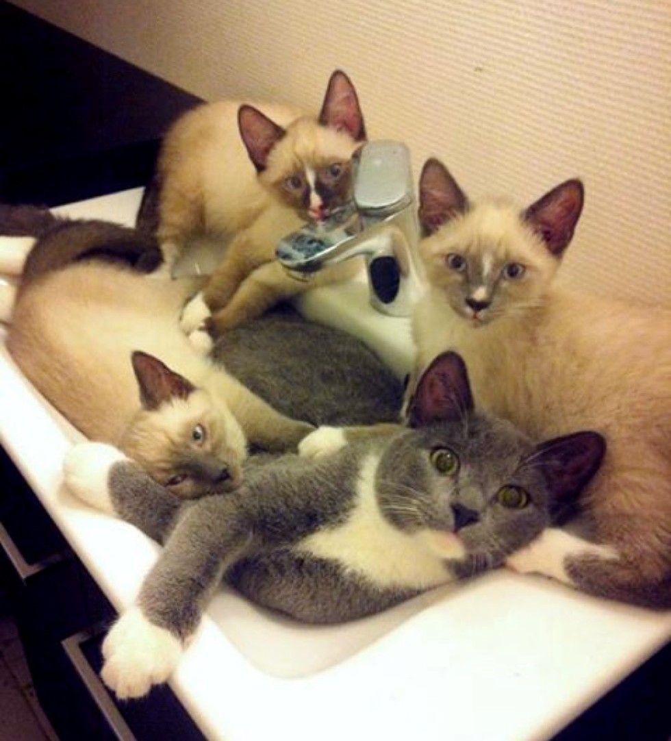 rescue kittens in sink
