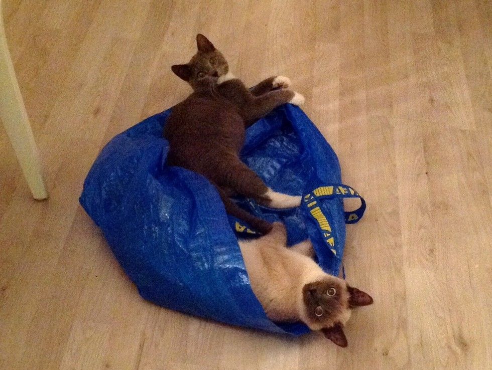 cats play in bag