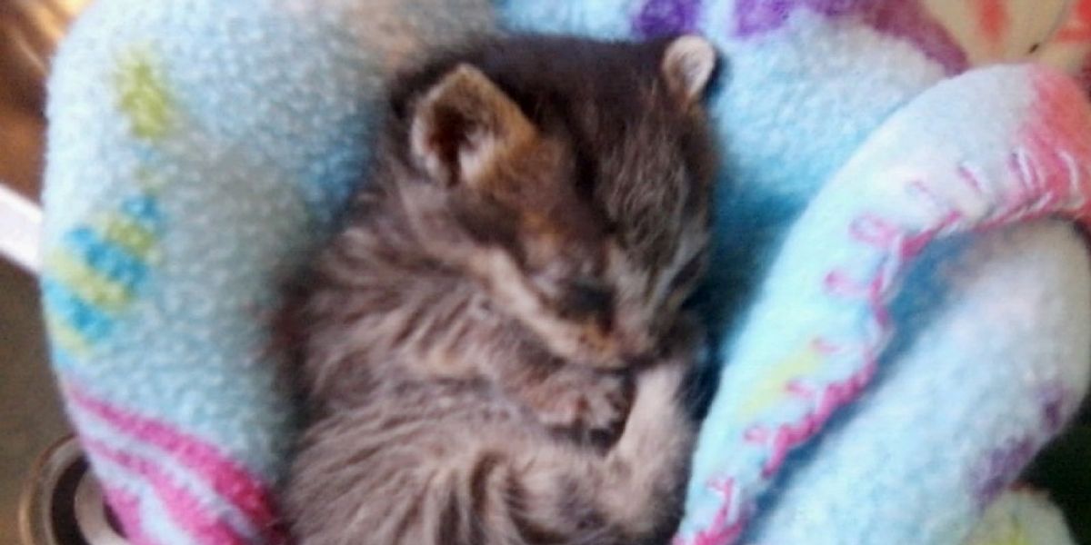 Lifeless Kitten Was Found On Roadside Then She Took A Breath Love Meow