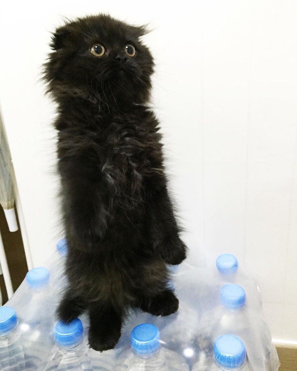 Just When They Think Their Cat Can't Get Any Cuter and Fluffier Love Meow