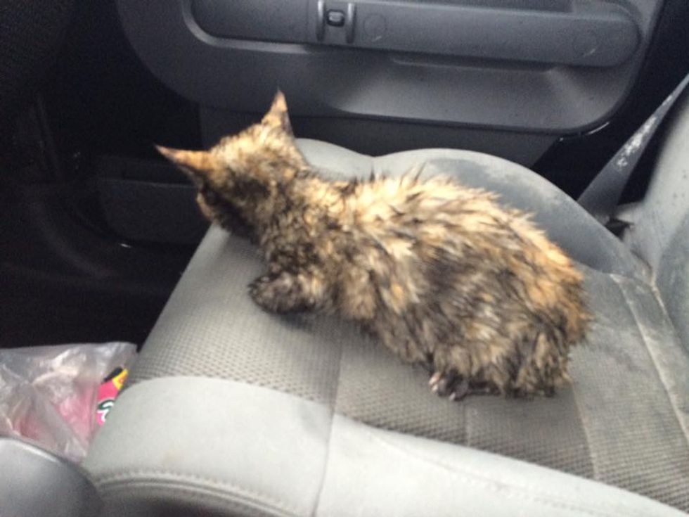 tortie stray cat rescued by vet after car accident