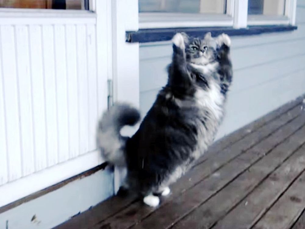 Floof Play Ball 