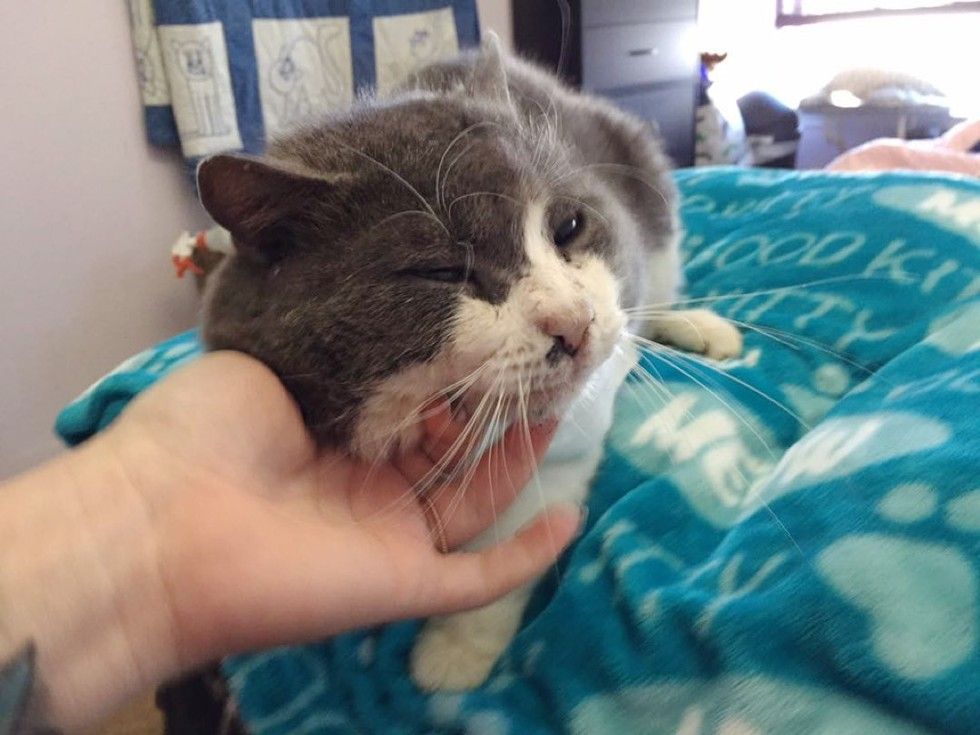 13 year old rescue blind cat with chubby cheeks