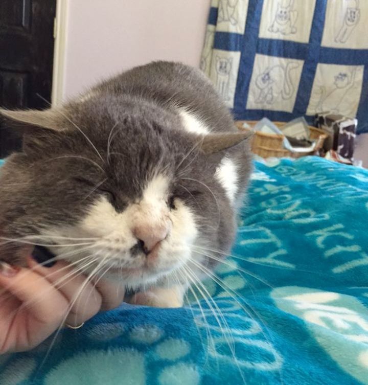 13 year old rescue blind cat with chubby cheeks