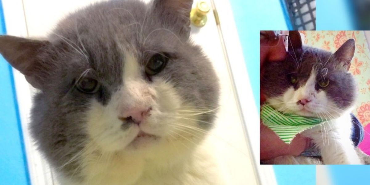 13yearold Cat with Chubby Cheeks Survived Life on the Streets