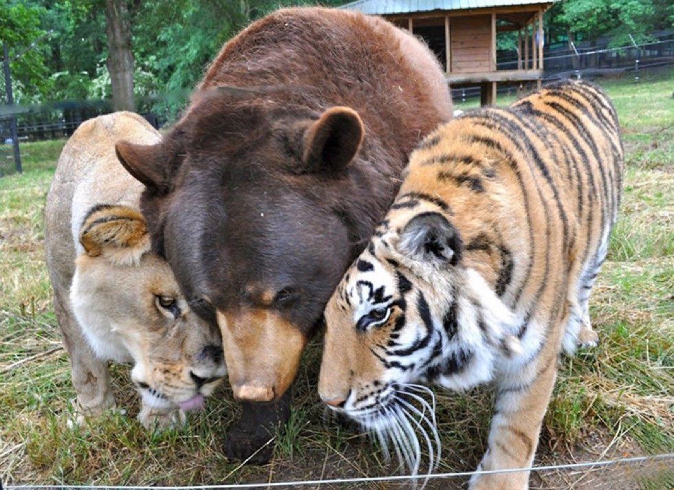 rescued tiger, bear, lion living together 15 years