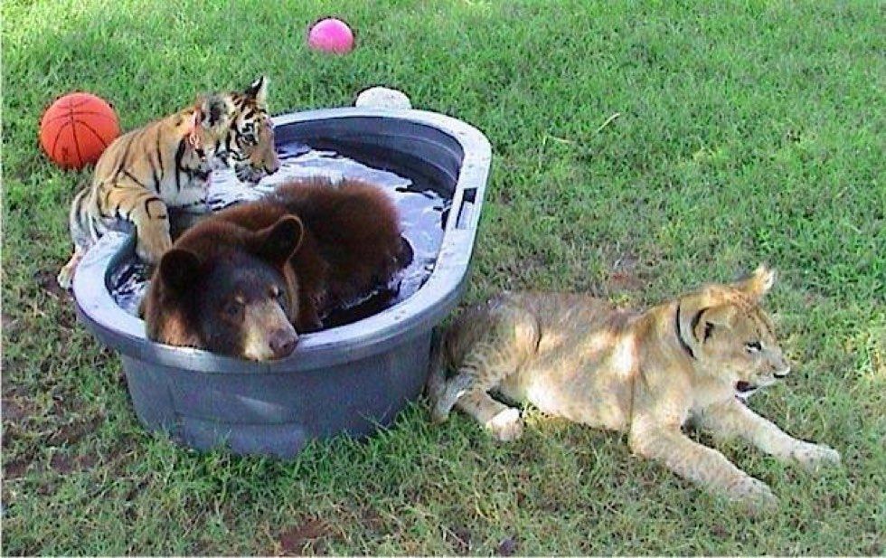 rescued tiger, bear, lion living together 15 years