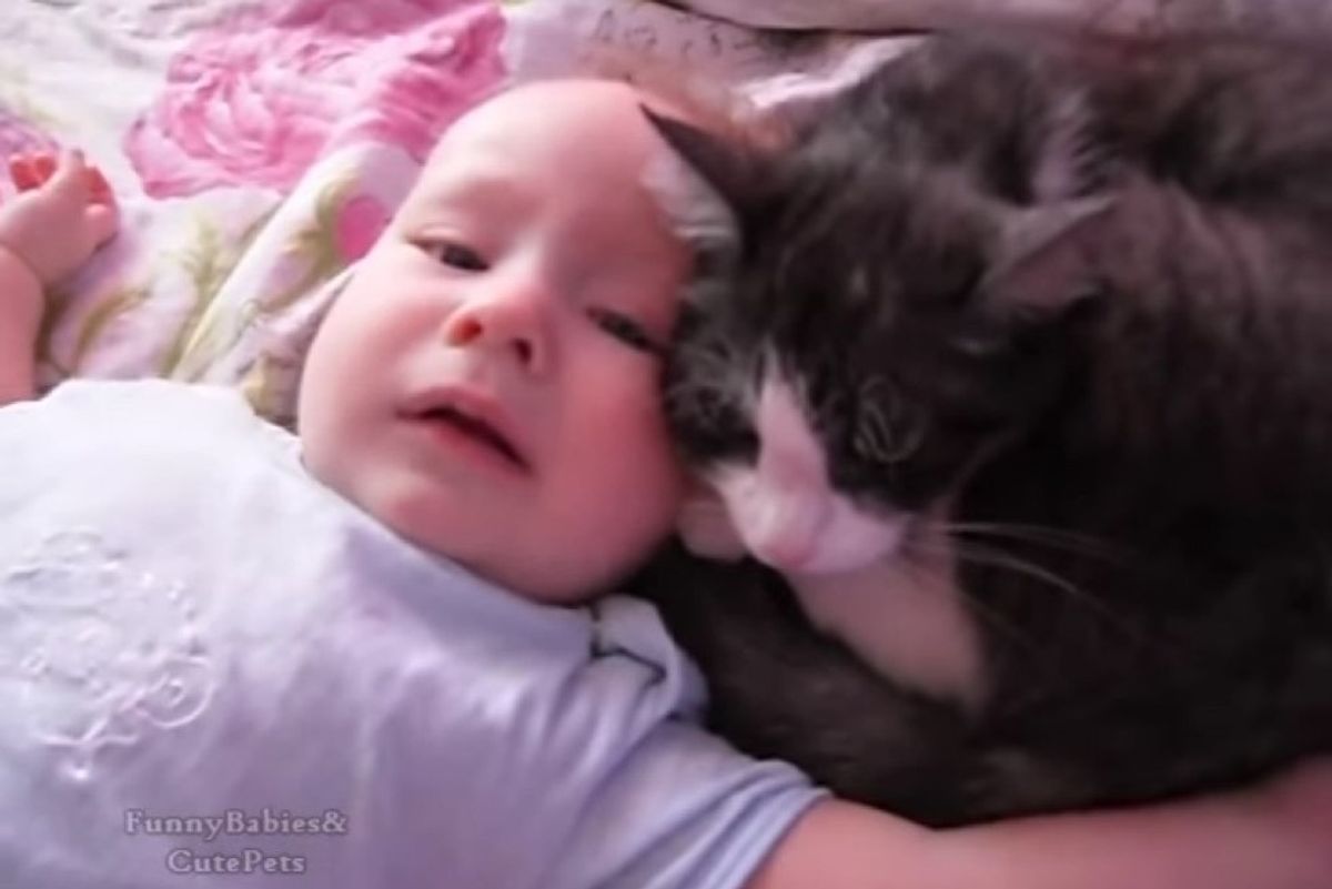 loving cat comforts crying baby talking to him