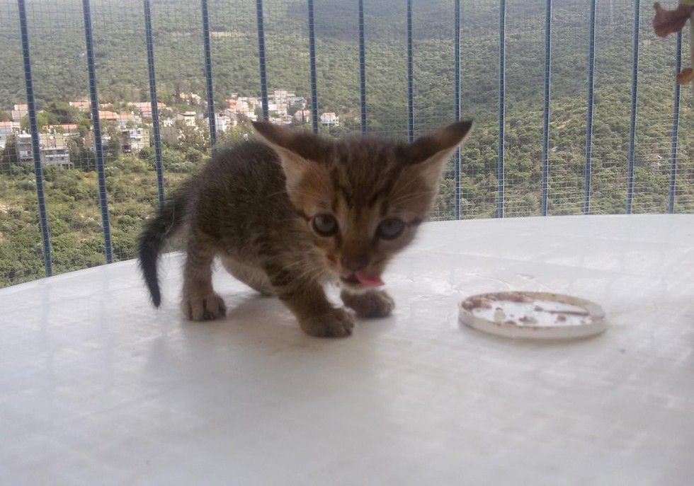 kitten rescued from roadside found love