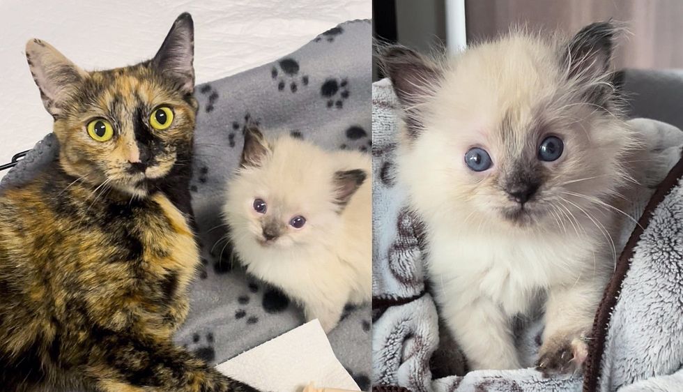 Kitten Begins to Improve Alongside Cat When Family Steps in and Makes a Difference in Their Lives