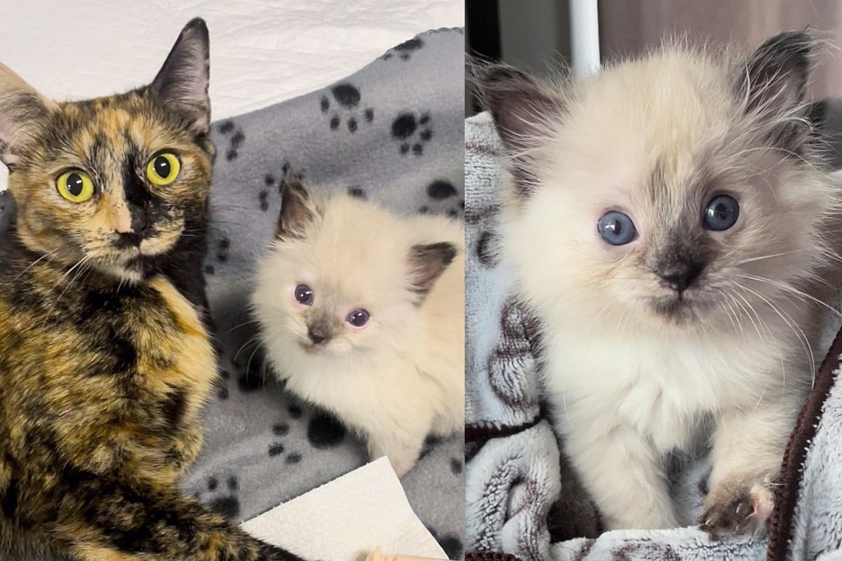 Kitten Begins to Improve Alongside Cat When Family Steps in and Makes a Difference in Their Lives