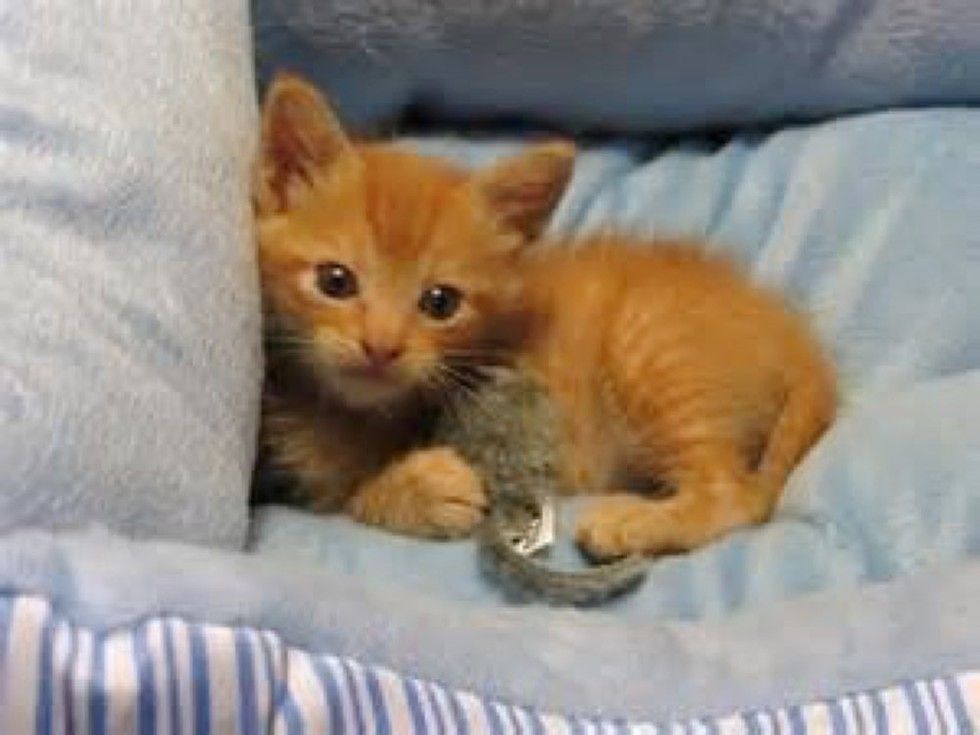 He Doesn’t Know What It's Like as a 4legged Cat. He was Born with 3