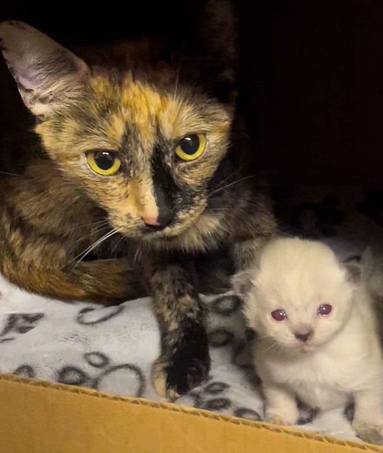 cat tortie polar bear kitten