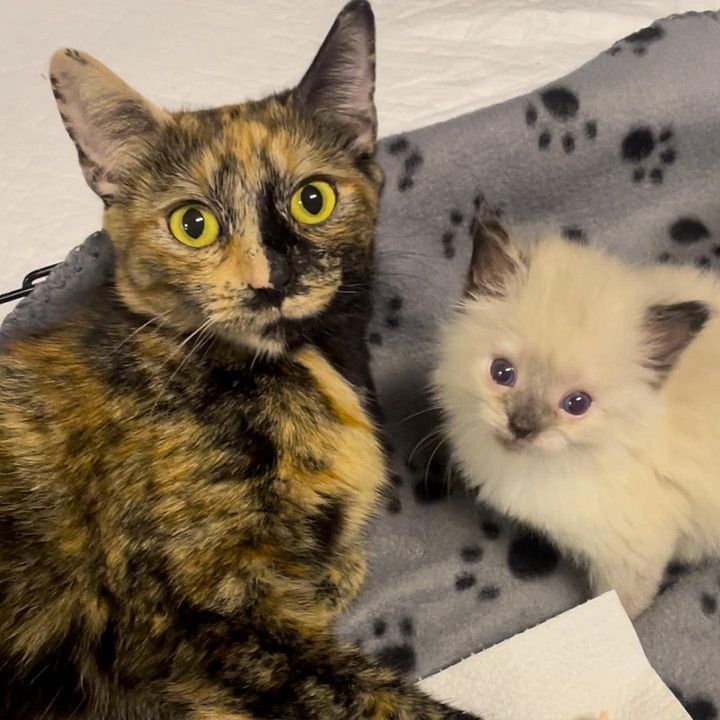 cat tortie kitten