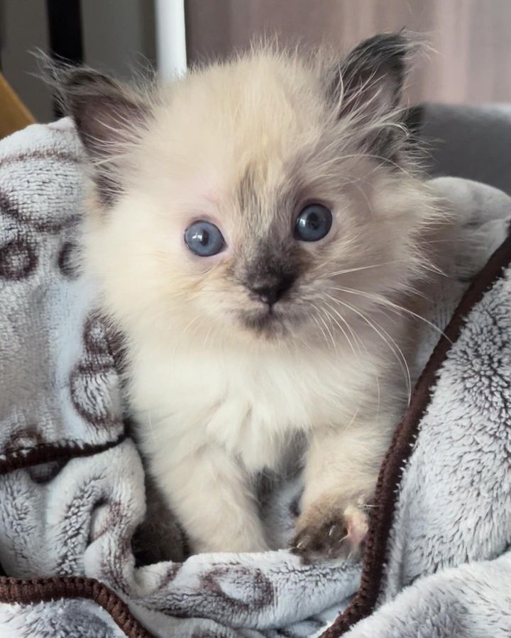 sweet siamese kitten