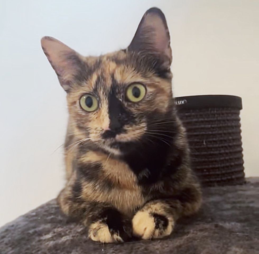 sweet tortie cat