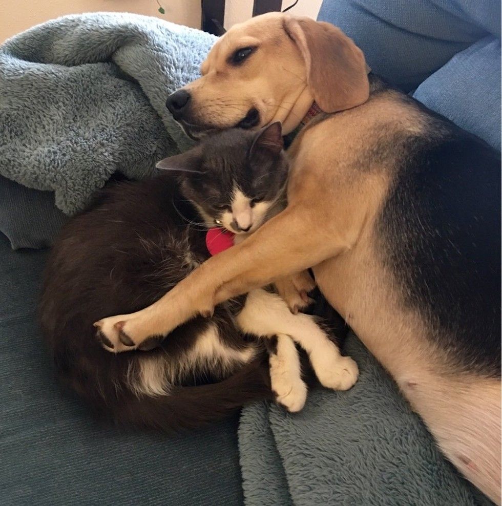 cat and beagle dog snuggling