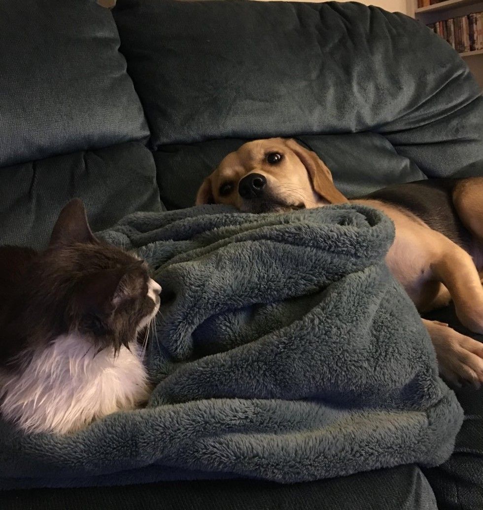 cat and beagle dog best friends