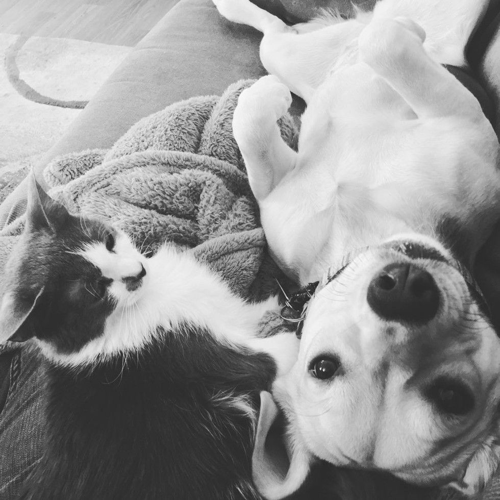 cat and beagle dog snuggling best friends