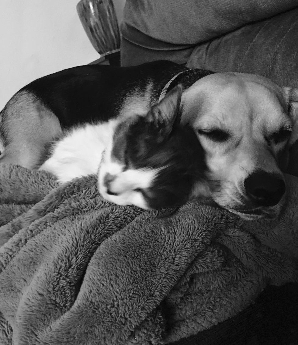 cat and beagle dog snuggling best friends