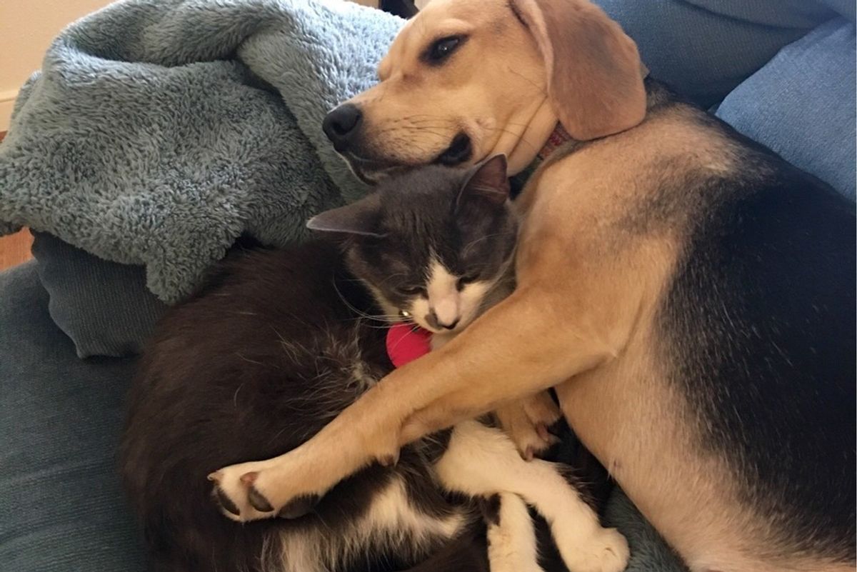 shelter cat adopted by beagle dog hug