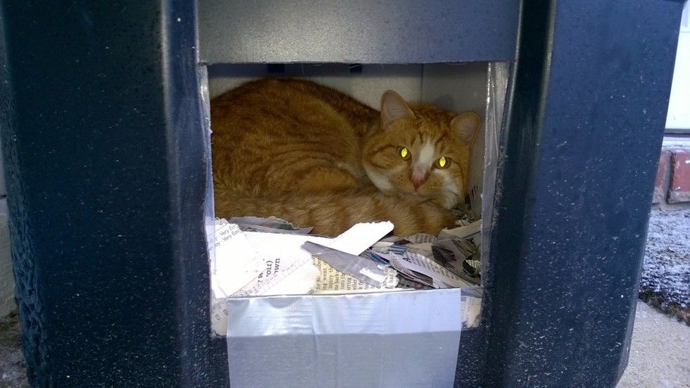 Man Built a Shelter for Cat Left Behind in Neighborhood. We Got Updates ...