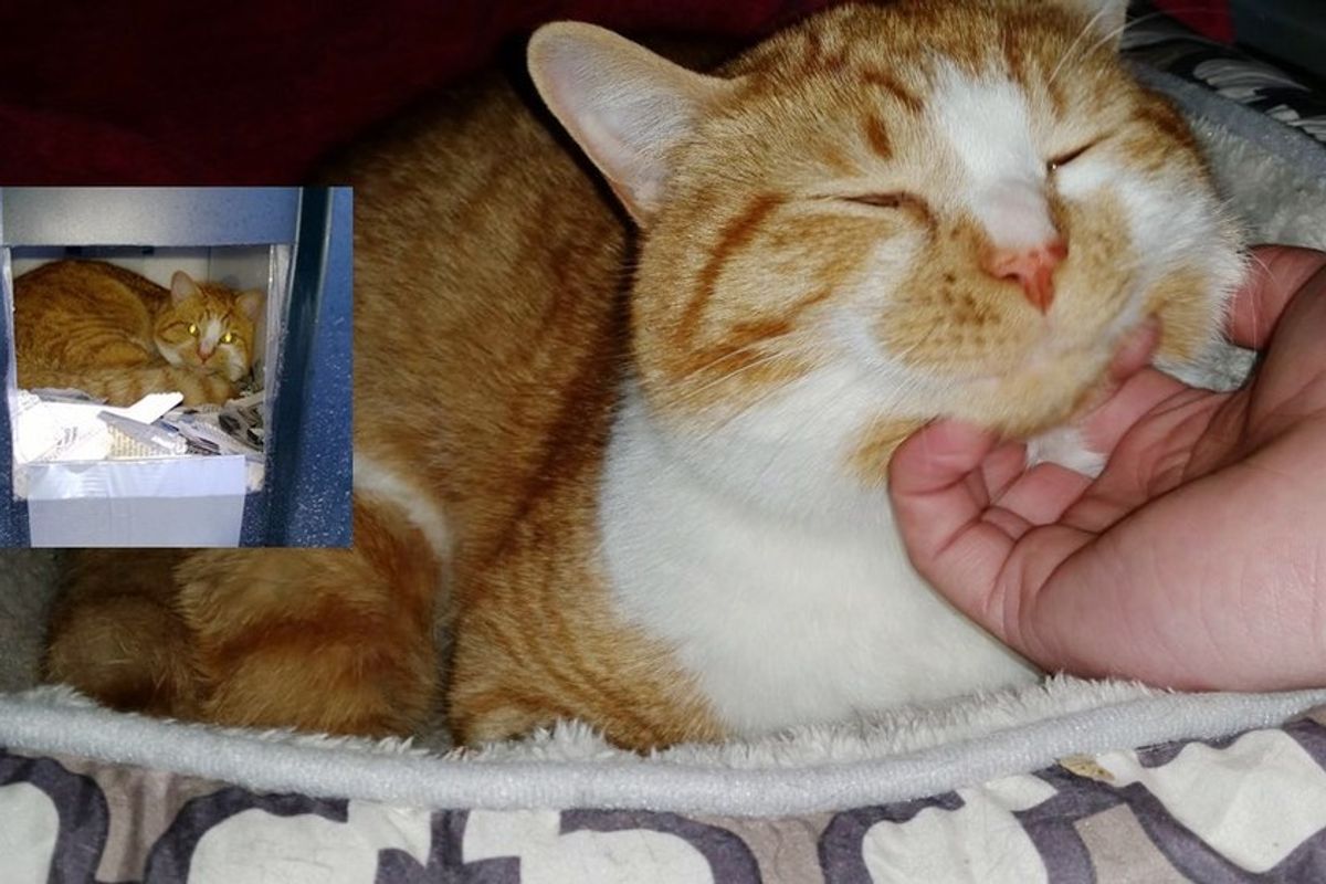 man built shelter for abandoned cat and found him home
