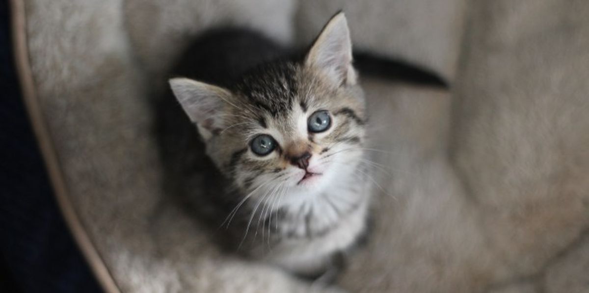 These Kittens Were Born in Foster Care. Six Weeks Later