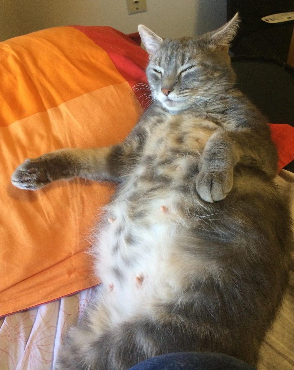 Pregnant cat store belly looks smaller