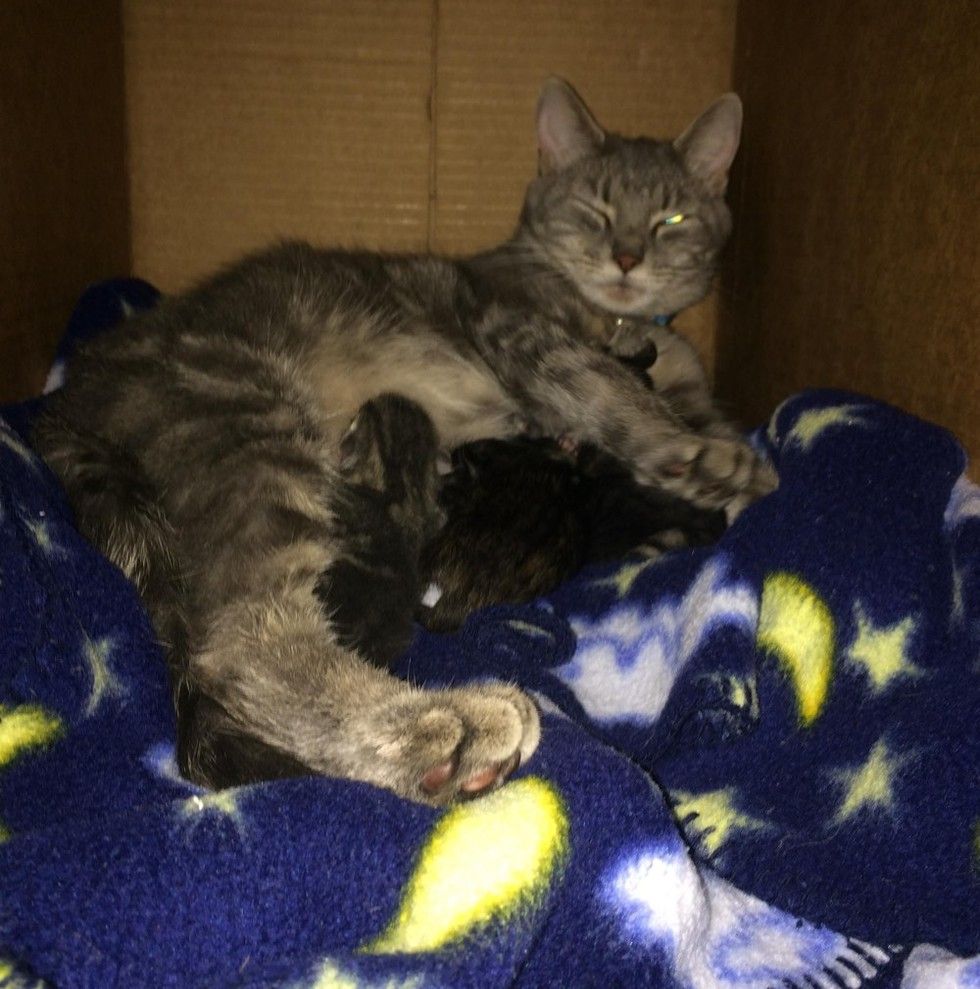 cat mama caring for newborn kittens