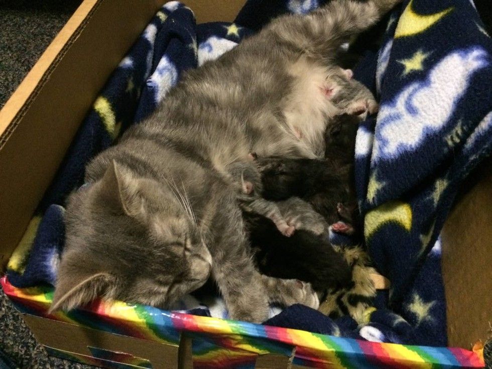 Very Pregnant Cat Turned Up at Shelter, They Found 5 in that Belly