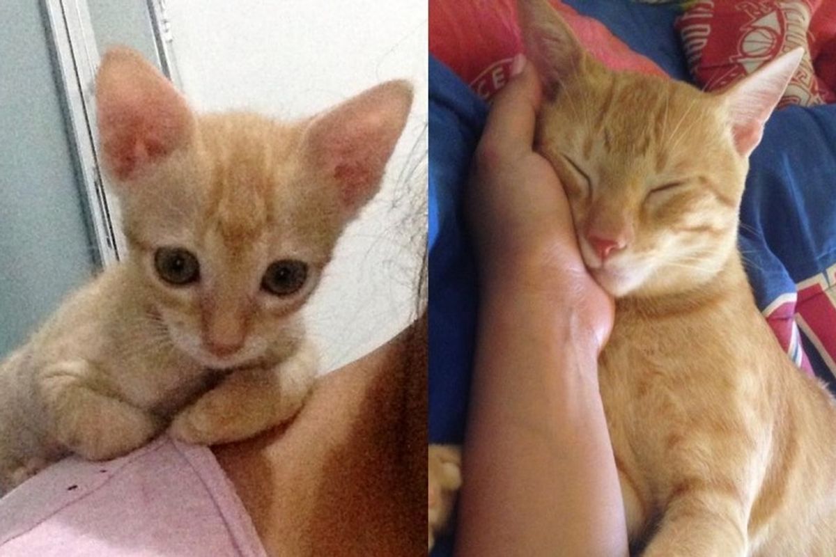 ginger orphaned kitten rescued from market