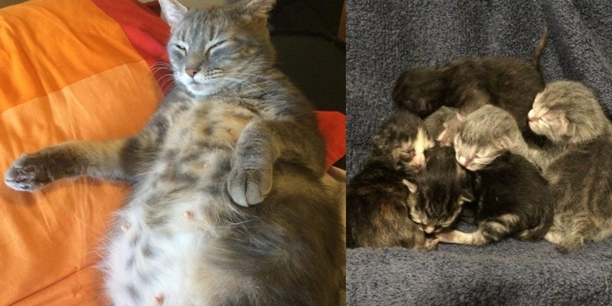 very-pregnant-cat-turned-up-at-shelter-they-found-5-in-that-belly