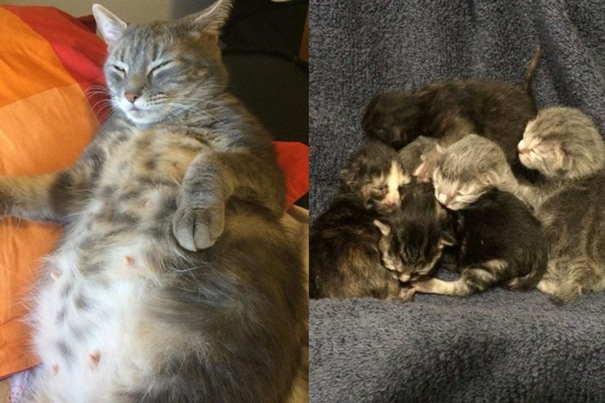 very pregnant rescue cat and her big belly of 5 kittens