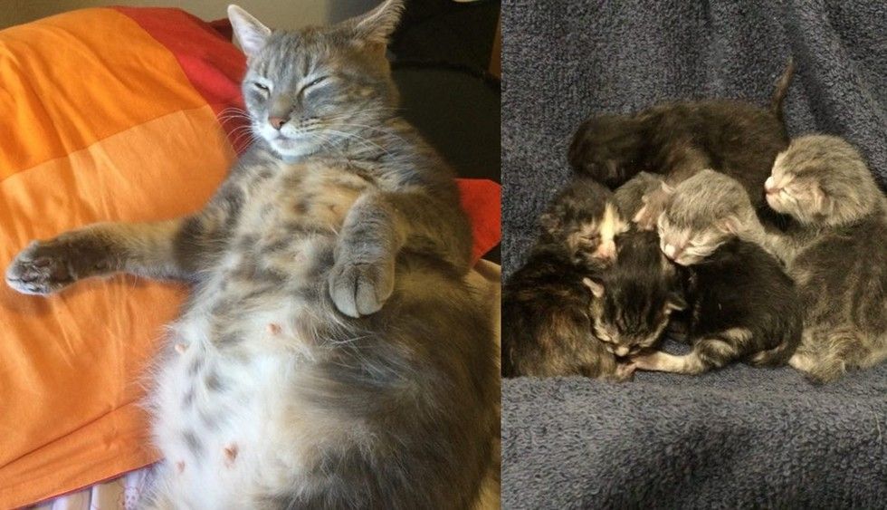 Pregnant hot sale cat belly