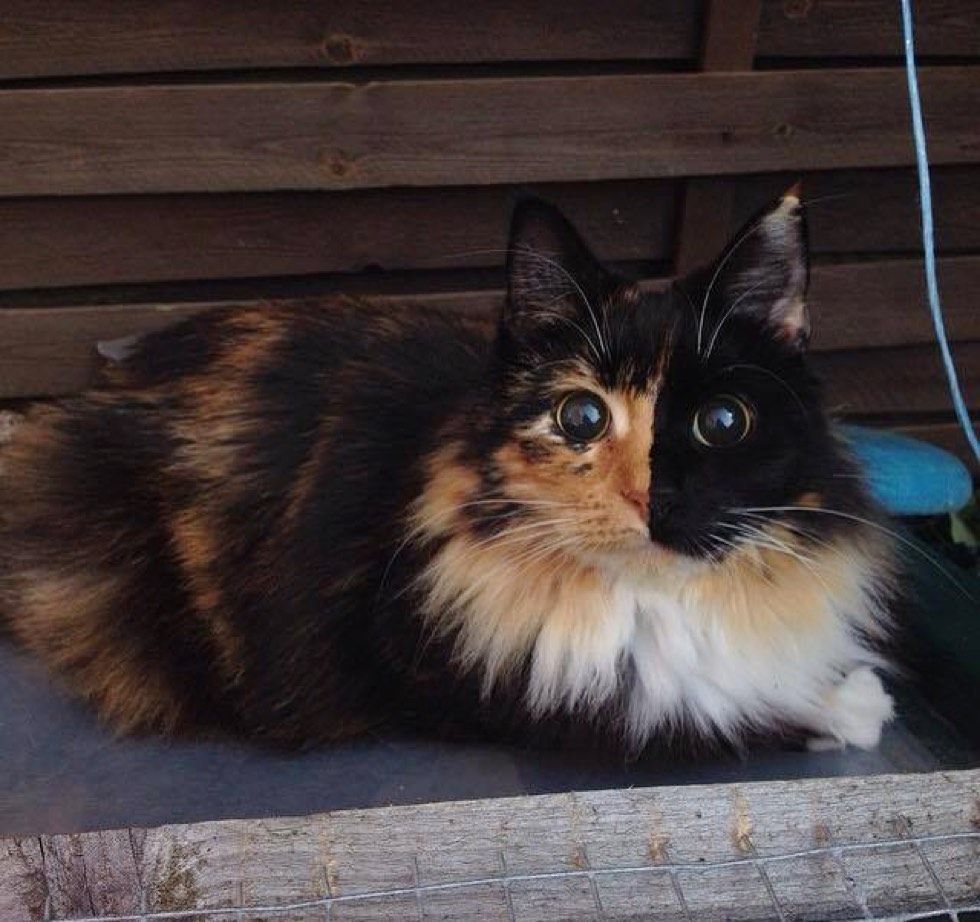 blind rescue calico cat jasmine forever home